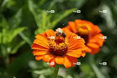 蜜蜂 昆虫 授粉 花 花壁纸 飞虫 花卉背景 翅膀 自然