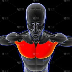 胸肌解剖学的医学概念3D插图