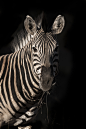 Rudi Hulshof在 500px 上的照片Zebra Portrait
