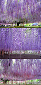 日本足利紫藤园中最大的一棵紫藤树，开满了花就像瀑布一样！