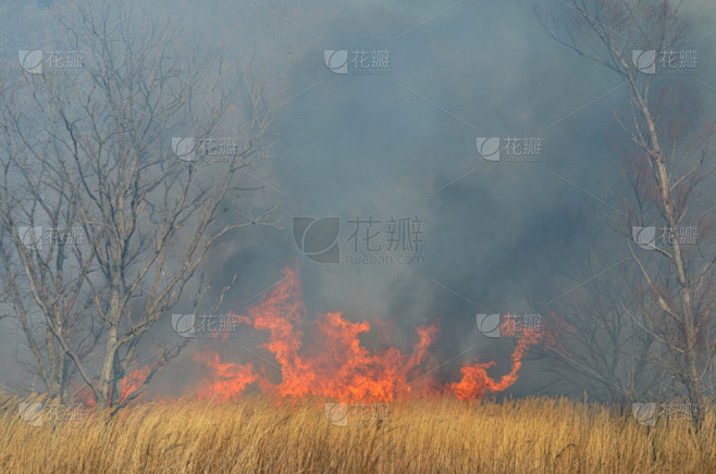 灌木丛火灾,火炬塔,森林火灾,天空,水平画幅,地狱火,户外,烟,柴火,芦苇素材-花瓣网