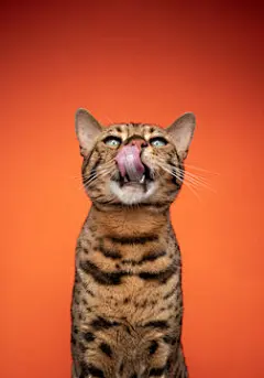点击来源直接获取大图文件 |饥饿的绿眼睛棕色孟加拉猫在橙色背景上做搞笑表情舔嘴唇并有留白空间