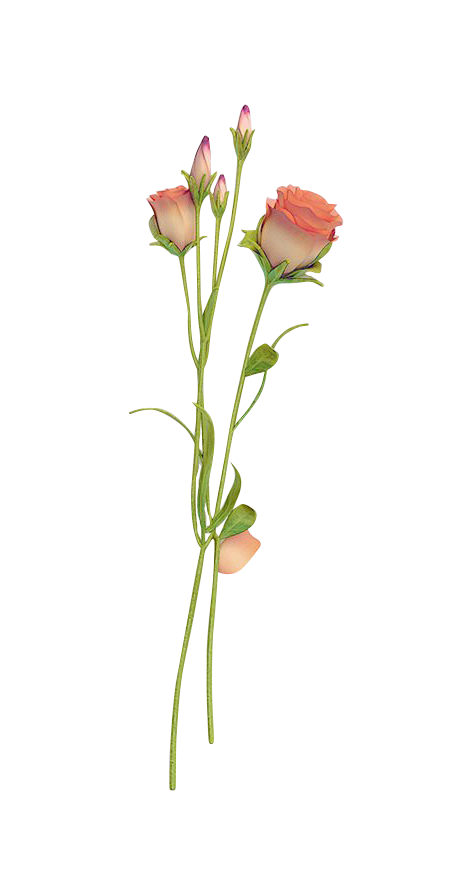花-粉玫瑰