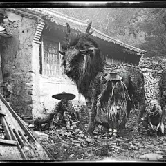 夜游神, Guodong Zhao : Chinese ghosts