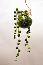 string of pearls