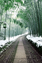 Bamboo path Japan: