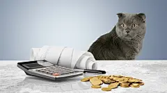 点击来源直接获取大图文件 |震惊的猫在计算器上计算费用