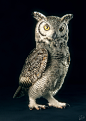 Subarctic Great Horned Owl, Yuriy Dulich : In this project, I tried to create a photorealistic and anatomically accurate model of Subarctic Great Horned Owl. All grooming and scattering works of feathers I used Yeti, the owl has real fiber feathers (total