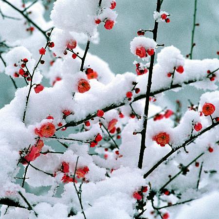 红梅傲雪寒。