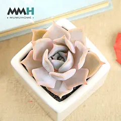 MuMuHome露西娜多肉植物花卉盆栽奇趣办公室内肉肉小盆景植觉园艺-tmall.com天猫