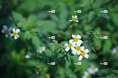 花 全高清壁纸 美丽的花朵 雏菊 Mac壁纸
