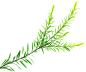 澳洲茶树
