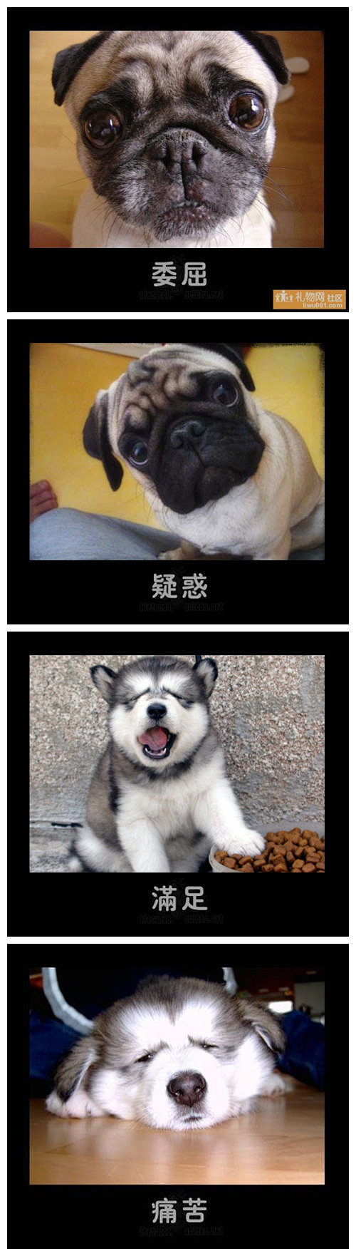 狗狗的各种表情