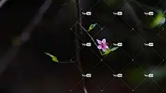 桃花 花卉背景 花 花壁纸 春节 美丽的花朵 自然 桃花 桃花