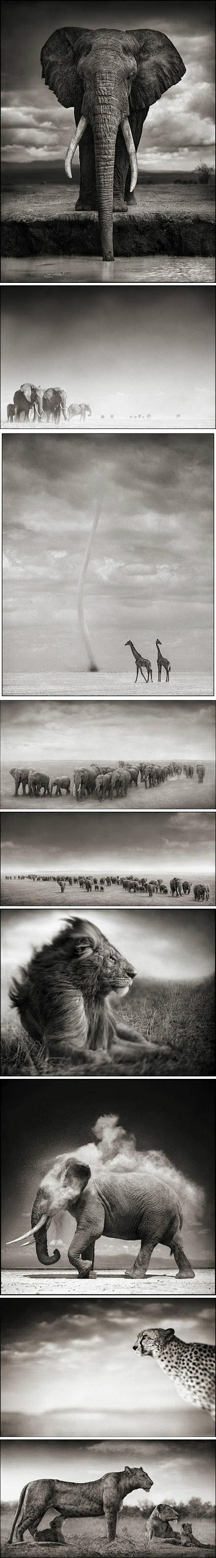 
【魂归大地】“非洲的野生动物从未像照...