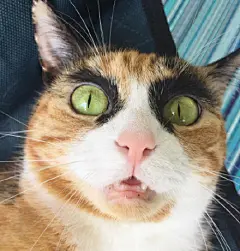 看垃圾的眼神 猫咪表情包下载_动漫新闻_动漫论坛_动漫美图_幻之羁绊动漫网