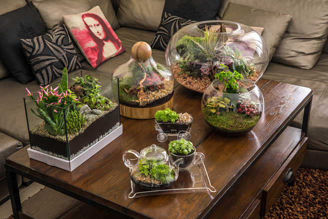 Terrarium indoor pla...