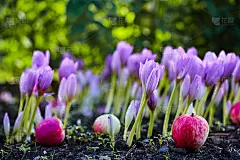 秋天来到了花园里。一种美丽的秋花盛开了——秋水仙，类似于春天的番红花。苹果会掉到地上。心中惆怅，怀念