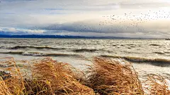 河边芦苇丛芦芛图片