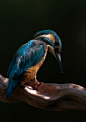 King Fisher