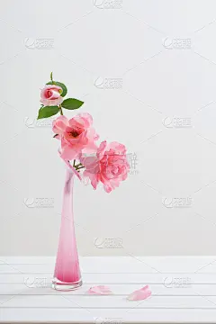 花瓶里的粉红玫瑰，白底