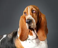 点击来源直接获取大图文件 |“Basset hound dog”常见释义为“巴吉度猎犬” 