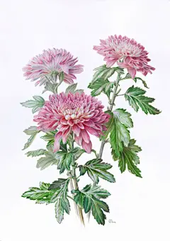 彩铅植物绘_创意如此简单_新浪轻博客_Qing