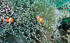 精美的海底世界 安卓高清平板壁纸推荐