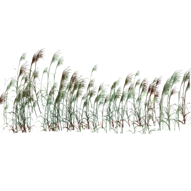 手绘水彩芦苇丛植物透明背景免抠PNG图案...