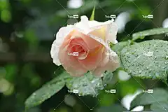 花 玫瑰花 叶子 花卉背景 大自然 植物 美丽的花朵 花壁纸