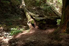 高清红树林素材 森林树木苔藓背景插画影视游戏场景概念设计资源-淘宝网