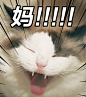 妈