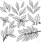 月桂树叶,背景分离,香料,植物,草图,绘画插图,轮廓,芳香的,自然,符号