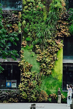 上班下班采集到绿植墙