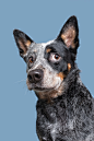 动物的肖像照39
"NO presents for naughty dogs?" by Elke Vogelsang on 500px