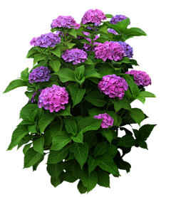海洋的微笑采集到生态园 花境