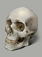 ArtStation - Skull, Peter Xiao