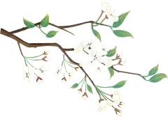2月-杏花