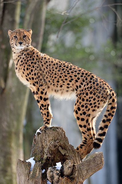 Cheetah