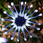 蓝眼菊 菊科蓝眼菊属植物，学名来自希腊文的「骨头」及拉丁文「种子」约50个物种都是产于非洲，其中35个于南部非洲及阿拉伯，属半耐寒性的植物。