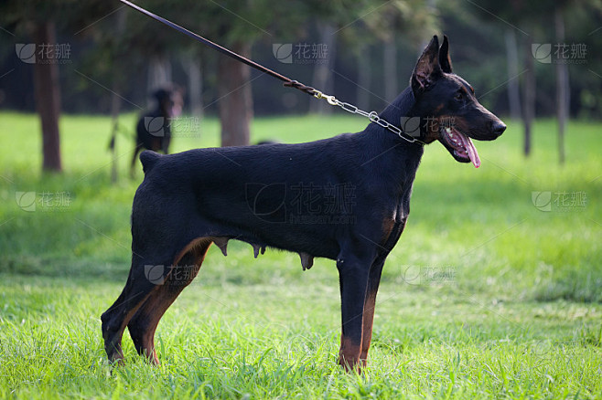 杜宾犬