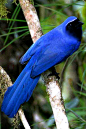 雀形目·鸦科·蓝头鹊属：黑喉蓝头鹊
