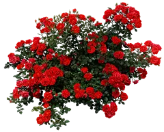 @模库 花_免扣png_动植物元素_模库(51Mockup)