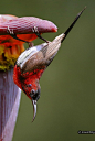 黄腰太阳鸟是印度西高止山脉的原生物种，在尼尔吉里丘陵中也有发现。