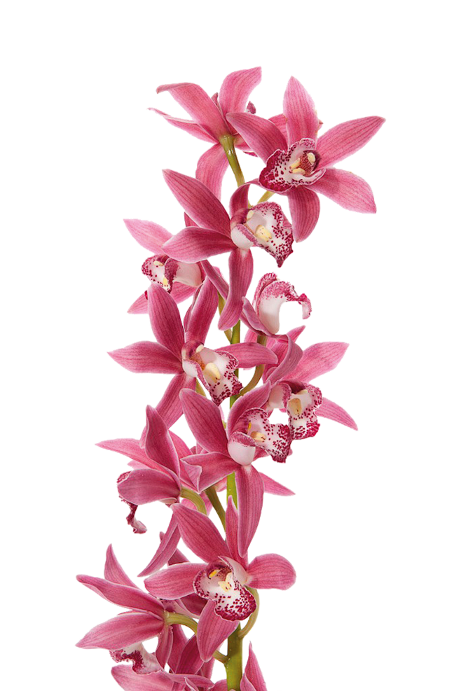 真实鲜花花束花朵装饰影楼后期设计高清图png透明免抠图片ps素材