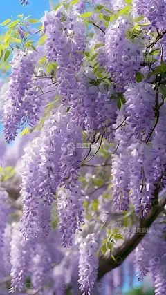 治愈系紫藤花手机壁纸1高清模板免费下载-趣麦麦图