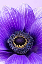 Photograph Purple Anemone by Mark Monckton photography on 500px