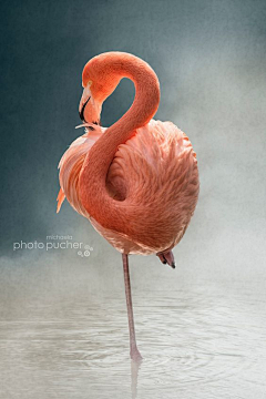 Junly_采集到Flamingo