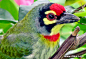 赤胸拟啄木鸟