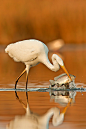 Photograph Great Egret by Roy Avraham on 500px